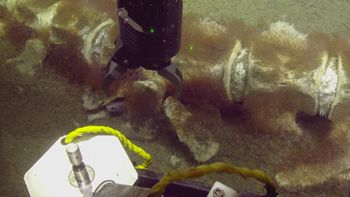 Media type: image;   Invertebrate Zoology 153512 Description: live specimen;